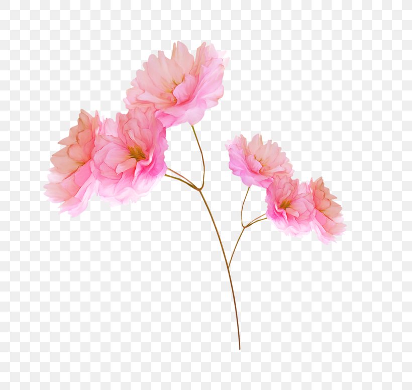 Flower Raster Graphics Clip Art, PNG, 800x776px, Flower, Blossom, Carnation, Cherry Blossom, Cut Flowers Download Free