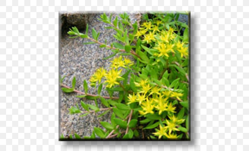 Hardy Iceplant Rock Garden Spanish Stonecrop Succulent Plant, PNG, 500x500px, Garden, Aloe Vera, Aloes, Cactaceae, Delosperma Download Free