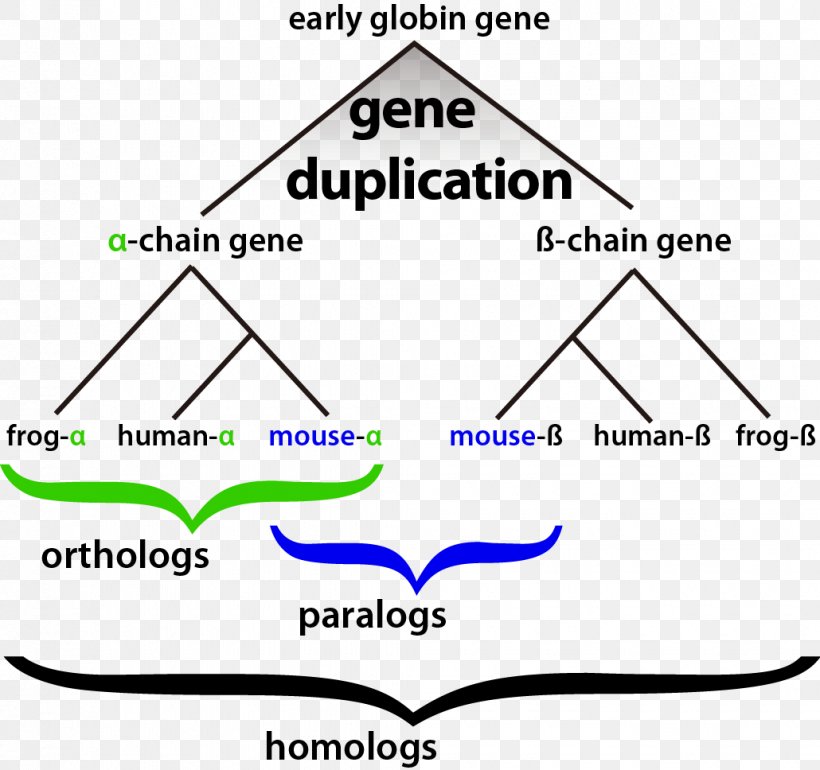 Homology Bioinformatics Gene Duplication Evolution, PNG, 1030x968px, Homology, Area, Bioinformatics, Biology, Developmental Biology Download Free