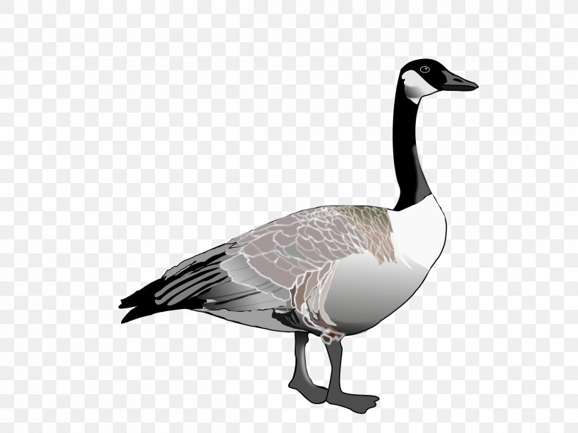 Canada Goose Canada Goose Nene Clip Art, PNG, 2400x1800px, Canada, Beak, Bird, Canada Goose, Data Compression Download Free