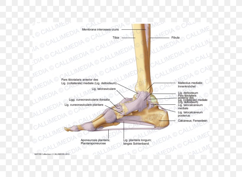 Finger Foot Deltoid Ligament Anatomy, PNG, 600x600px, Watercolor ...