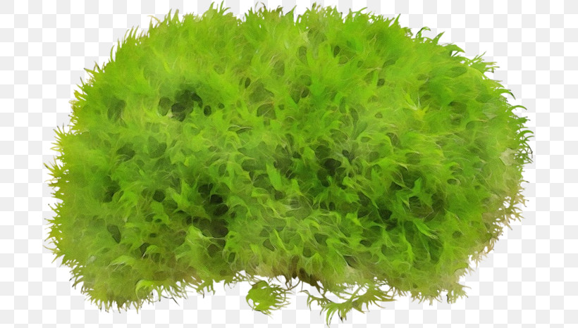 Grass Green Plant Leaf Thuya, PNG, 699x466px, Watercolor, Aquarium Decor, Flower, Grass, Green Download Free