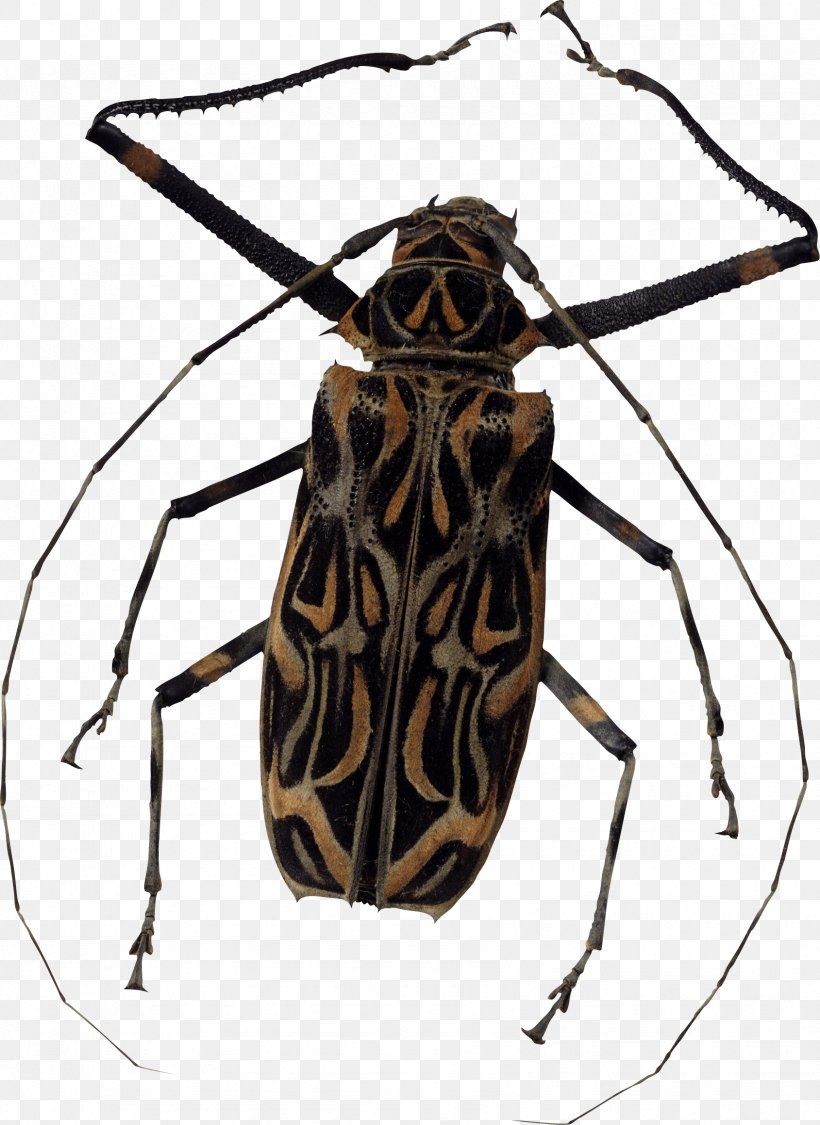 Lib Software Bug, PNG, 1689x2319px, Beetle, Arthropod, Clipping Path, Harlequin Beetle, Harlequin Ladybird Download Free