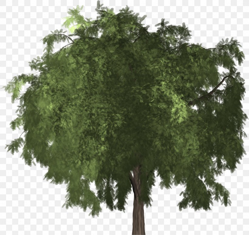 Schinus Molle Branch Evergreen Tree Black Pepper, PNG, 1080x1020px, Schinus Molle, Arborist, Biome, Black Pepper, Branch Download Free