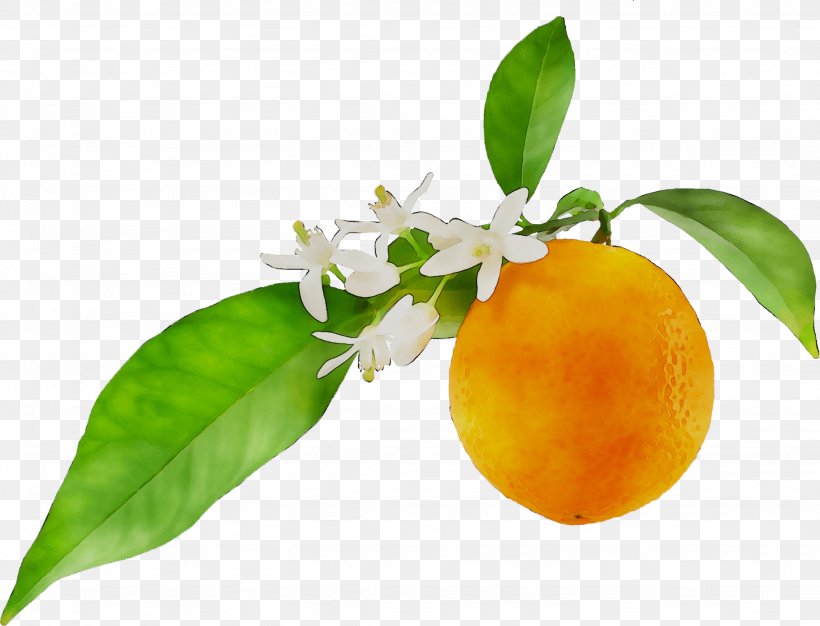 Bitter Orange Petitgrain Essential Oil Neroli Orange Blossom, PNG, 2254x1721px, Bitter Orange, Calamondin, Citrus, Clementine, Essential Oil Download Free