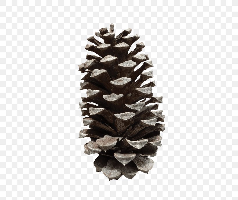 Conifer Cone Fir Clip Art, PNG, 400x691px, Conifer Cone, American Larch, Balsam Fir, Colorado Spruce, Cone Download Free