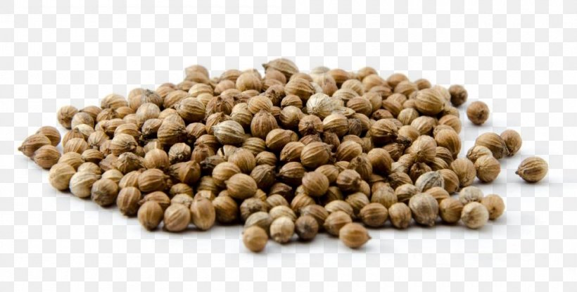 Coriander Indian Cuisine Herb Spice Curry Powder, PNG, 1000x507px, Coriander, Bean, Biryani, Commodity, Coriander Seed Download Free
