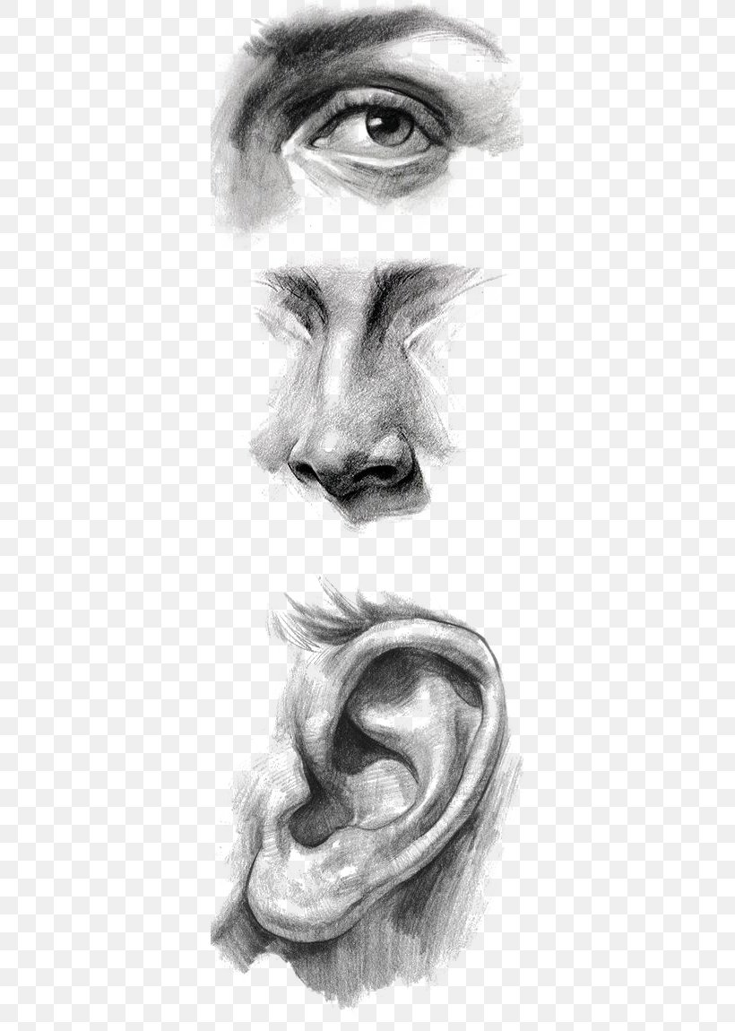 Drawing Ear Portrait Painting Art, PNG, 349x1150px, Watercolor, Cartoon, Flower, Frame, Heart Download Free