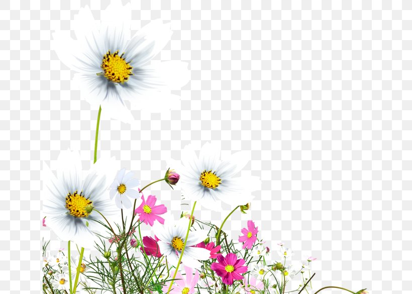 Flower Euclidean Vector, PNG, 650x587px, Flower, Annual Plant, Chamaemelum Nobile, Chrysanthemum, Chrysanths Download Free