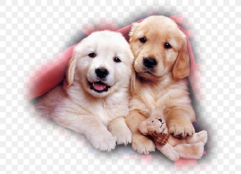 Puppy Maltese Dog Golden Retriever Labrador Retriever Pomeranian, PNG, 706x591px, Puppy, Breed, Carnivoran, Companion Dog, Cuteness Download Free