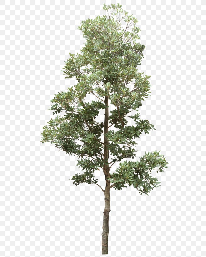 Treelet Shrub Dendrology Garden, PNG, 534x1024px, Tree, Botany, Branch, Conifer, Crown Download Free