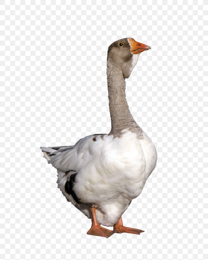 Bird Goose Water Bird Beak Duck, PNG, 802x1024px, Bird, Beak, Duck, Ducks Geese And Swans, Goose Download Free