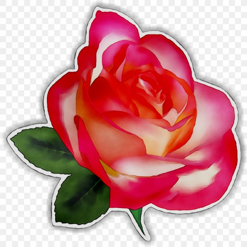 Clip Art Rose Desktop Wallpaper Image, PNG, 990x990px, Rose, Botany, Camellia, Drawing, Floral Design Download Free
