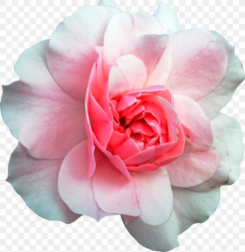Garden Roses Wood Flooring Flower, PNG, 2334x2400px, Rose, Artificial Flower, Camellia, China Rose, Cut Flowers Download Free