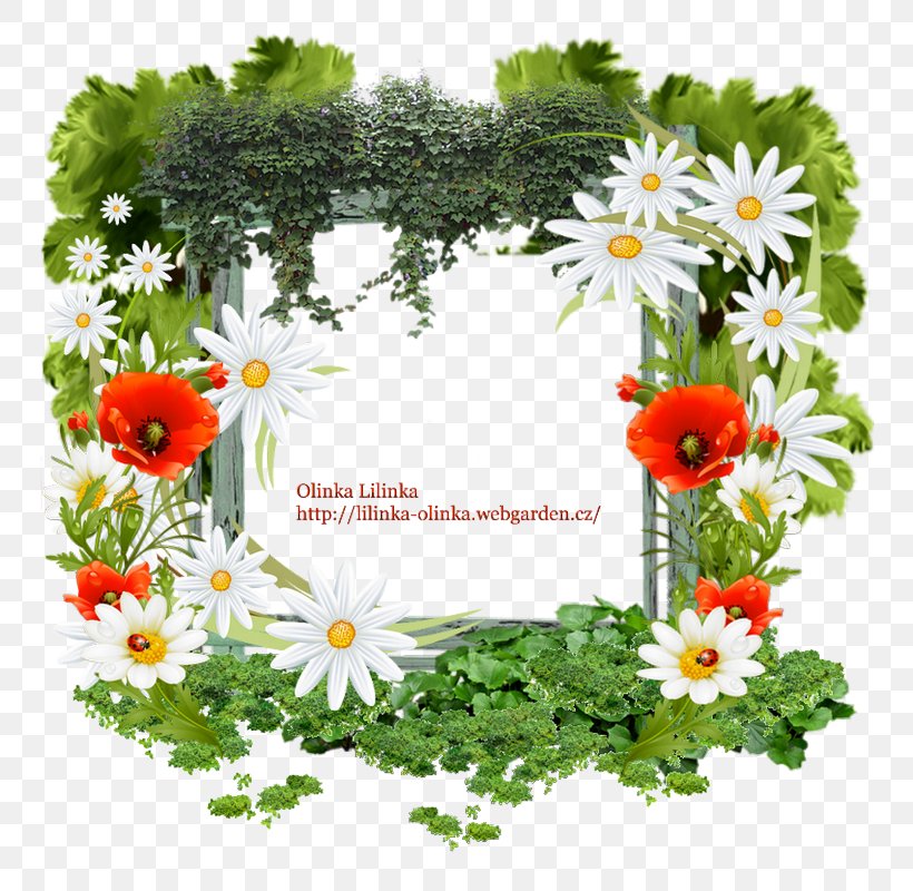 Floral Design Mauranthemum Paludosum Cut Flowers Plant, PNG, 800x800px, Floral Design, Annual Plant, Chrysanthemum, Chrysanths, Cut Flowers Download Free
