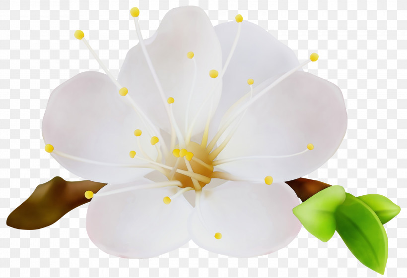White Flower Petal Plant Yellow, PNG, 3000x2054px, Watercolor, Blossom, Flower, Paint, Petal Download Free