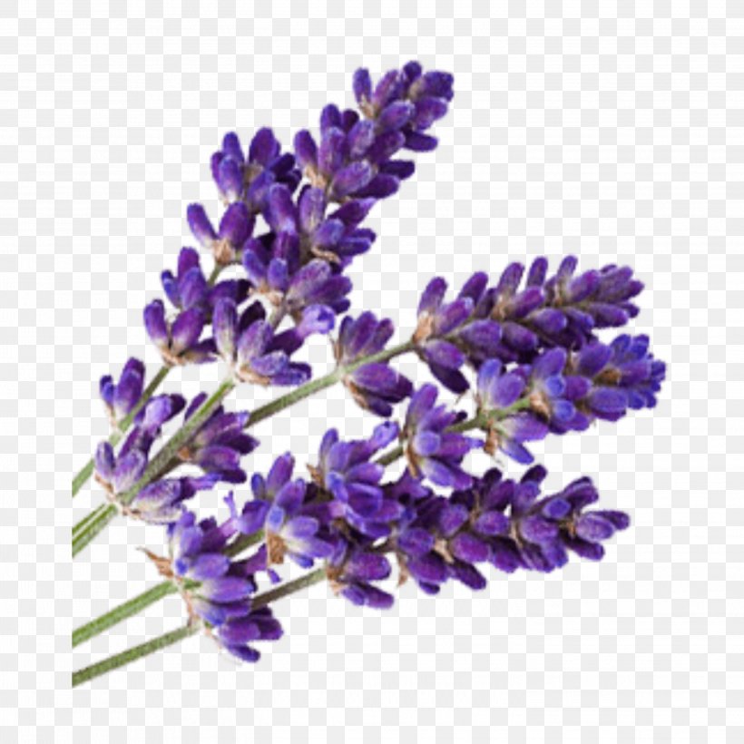 Lavender Oil Essential Oil Aromatherapy, PNG, 2896x2896px, Lavender, Aromatherapy, English Lavender, Essential Oil, Flower Download Free