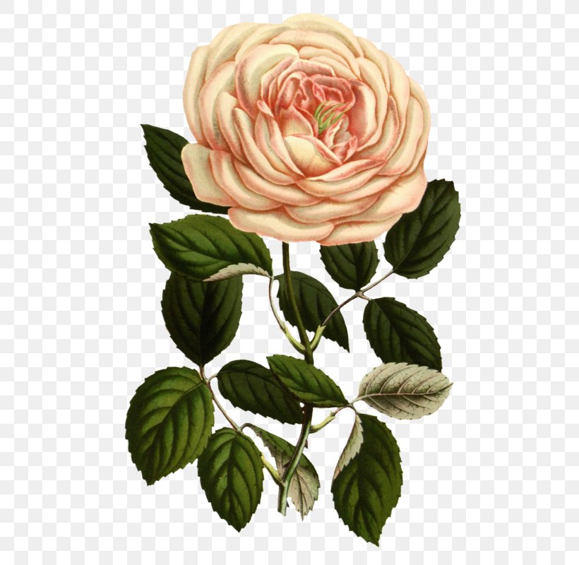 Rose Botanical Illustration Printing Botany Printmaking, PNG, 517x800px, Rose, Antique, Art, Botanical Illustration, Botany Download Free