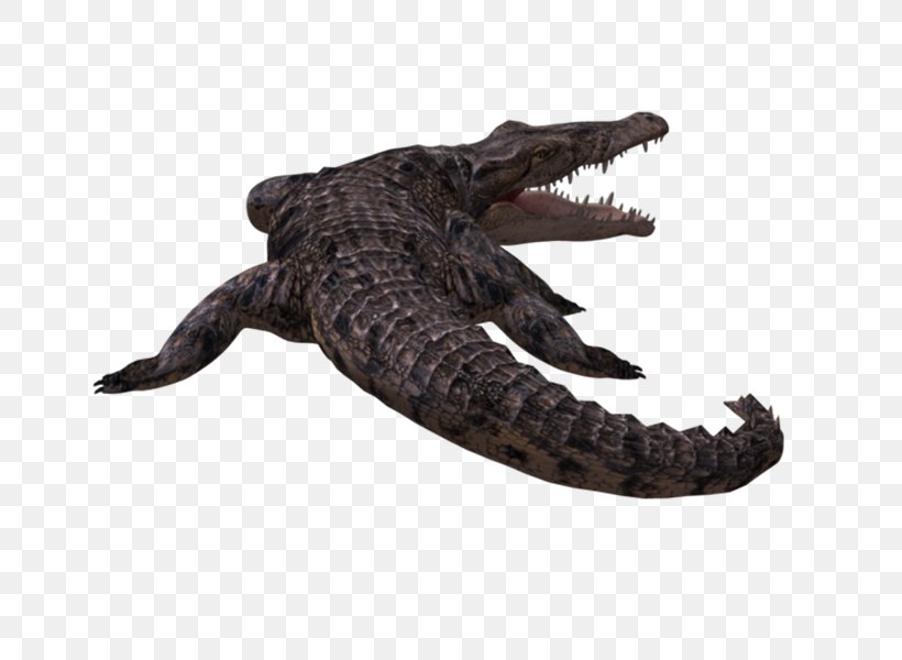 American Alligator Nile Crocodile Crocodilian Armor, PNG, 800x600px, American Alligator, Alligator, Alligators, Computer Graphics, Crocodile Download Free