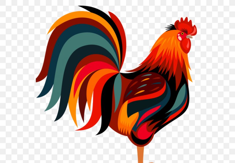 Chicken Rooster Clip Art Vector Graphics Illustration, PNG, 570x570px, Chicken, Beak, Bird, Broiler, Drawing Download Free