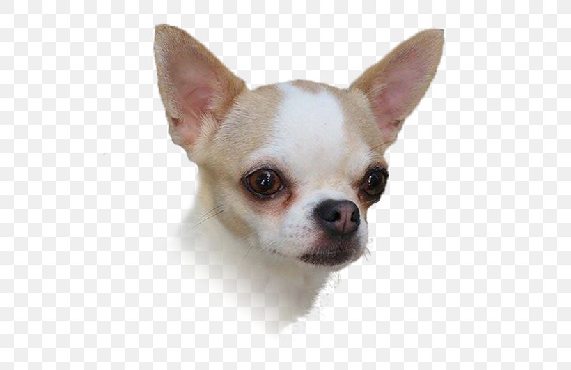 Chihuahua Puppy Dog Breed Companion Dog Toy Dog, PNG, 555x531px, Chihuahua, Breed, Carnivoran, Companion Dog, Dog Download Free