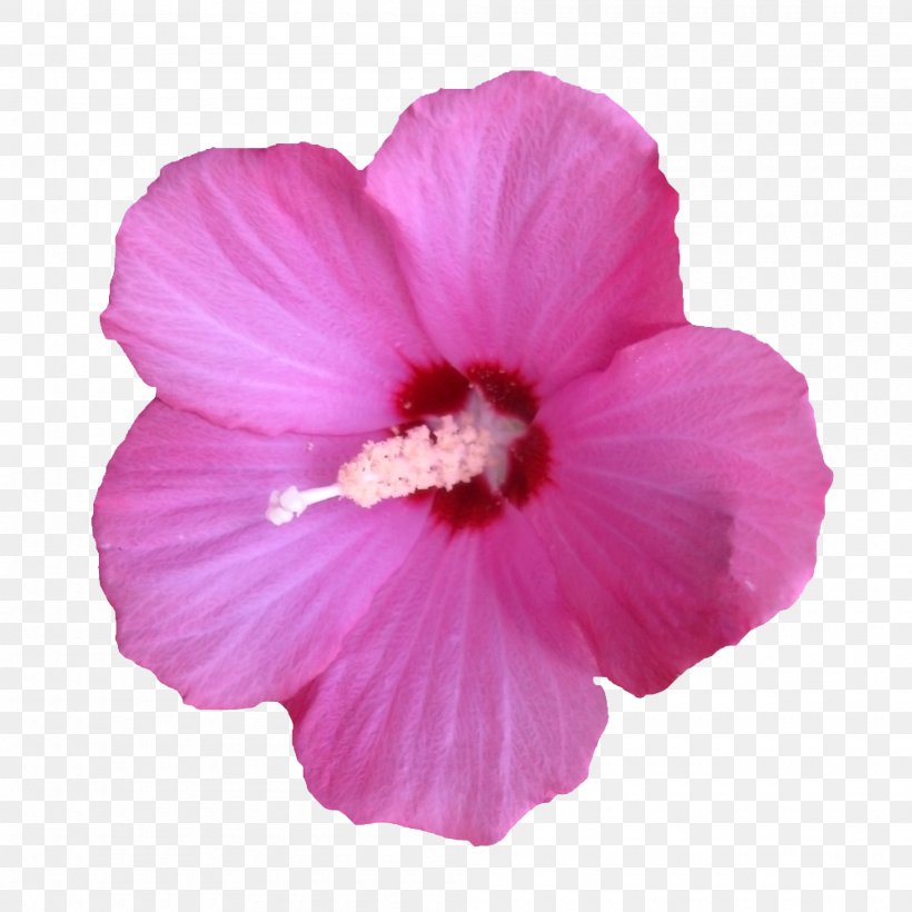 Shoeblackplant Flower, PNG, 2000x2000px, Shoeblackplant, China Rose, Chinese Hibiscus, Drawing, Flower Download Free