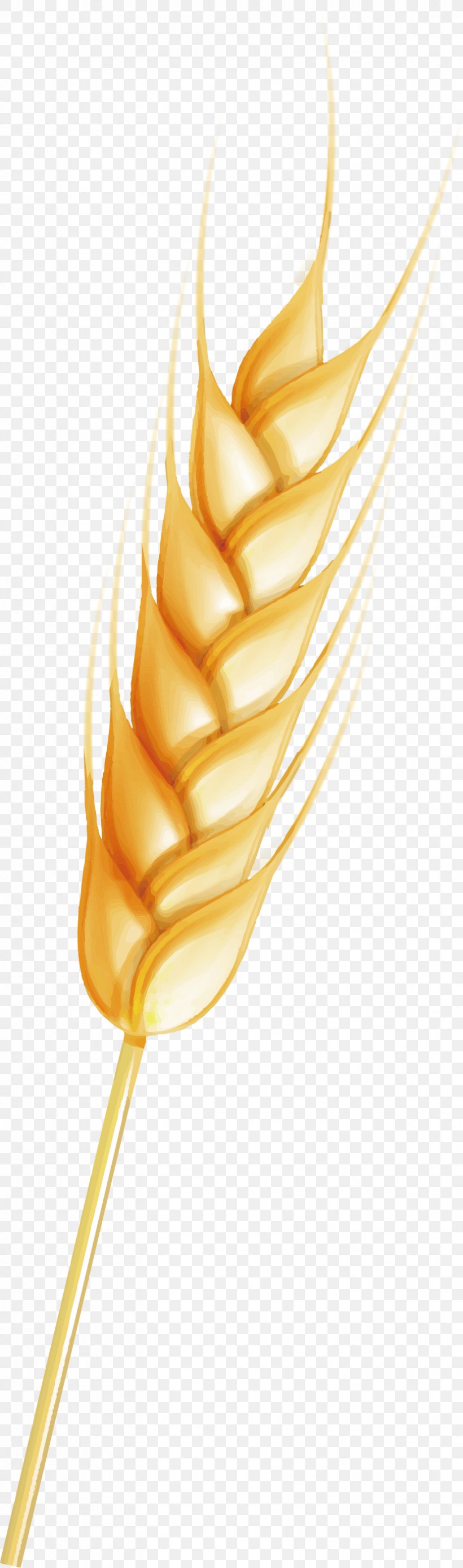 Wheat Autumn Vecteur, PNG, 829x2805px, Wheat, Autumn, Commodity, Ear, Gratis Download Free