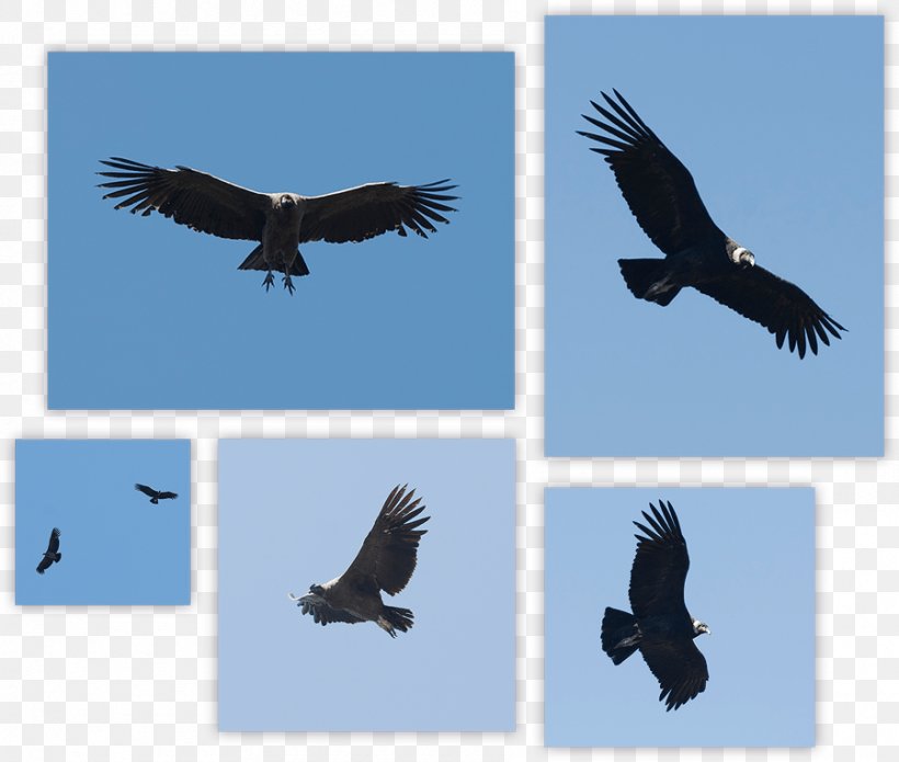 Andean Condor Bird Turkey Vulture Bald Eagle, PNG, 899x762px, Condor, Accipitriformes, Andean Condor, Andes, Bald Eagle Download Free