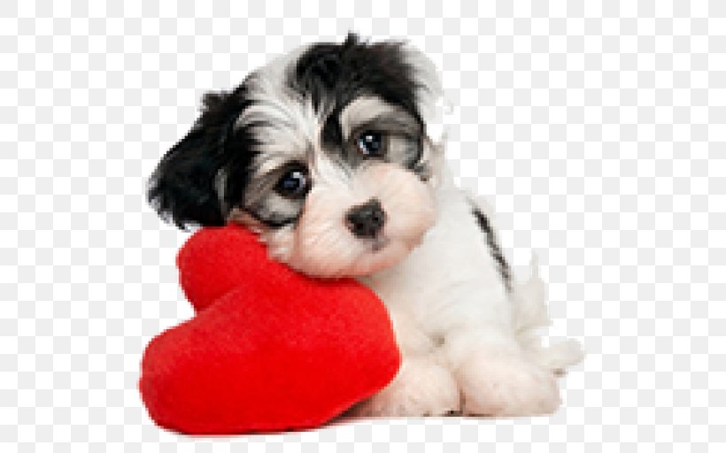 Havanese Dog Puppy Morkie Shih Tzu Valentine's Day, PNG, 512x512px, Havanese Dog, Animal, Bichon, Biewer Terrier, Carnivoran Download Free