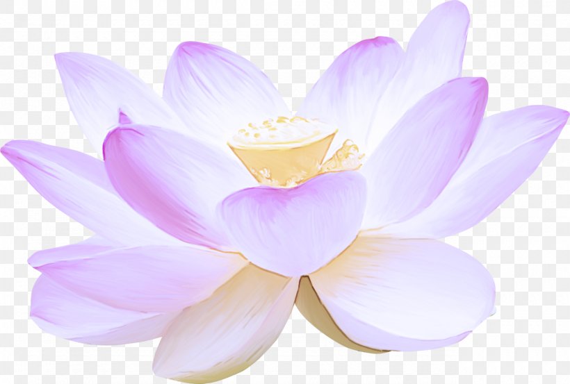 Lotus, PNG, 1280x864px, Petal, Aquatic Plant, Flower, Flowering Plant, Lotus Download Free