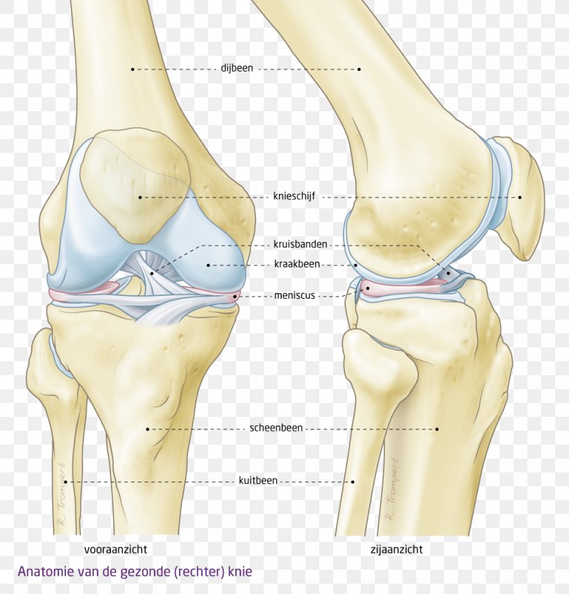Shoulder Hip Knee Product Design Abdomen, PNG, 1020x1064px, Watercolor, Cartoon, Flower, Frame, Heart Download Free
