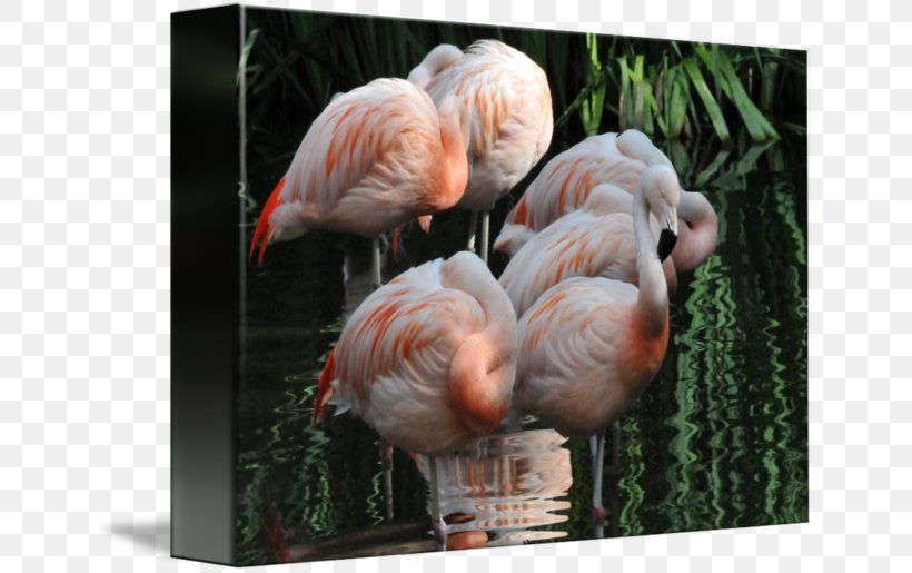 Gallery Wrap Canvas Art Beak Flamingo Dawn, PNG, 650x515px, Gallery Wrap, Art, Beak, Bird, Canvas Download Free