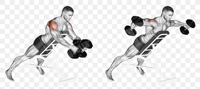 Dumbbell Shoulder Pulldown Exercise Muscle, PNG, 1024x460px, Dumbbell, Area, Arm, Ball, Bench Download Free