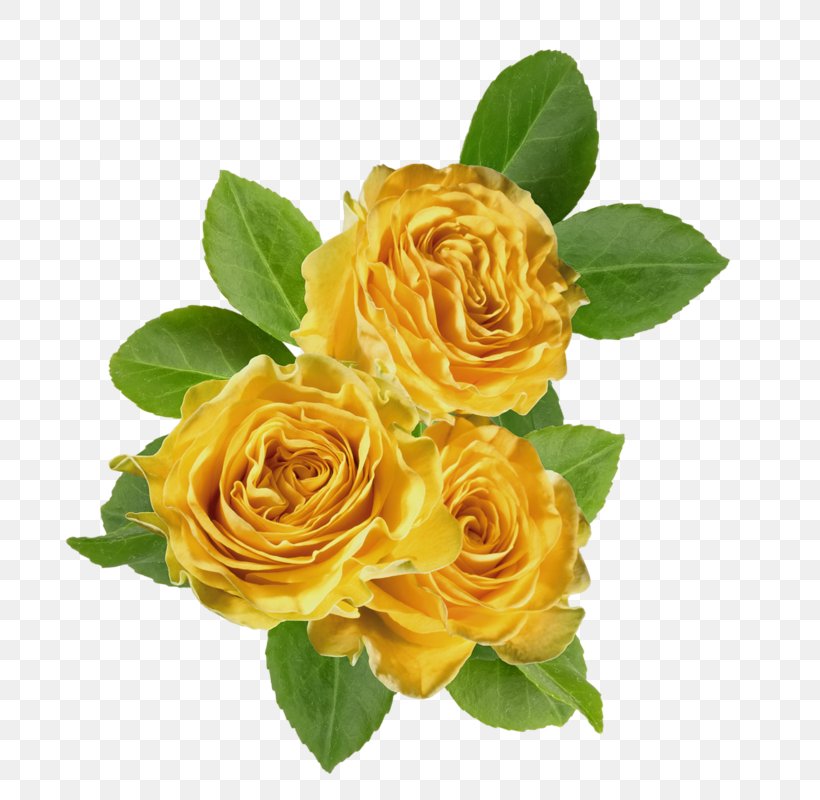 Garden Roses Cabbage Rose Floribunda Yellow Clip Art, PNG, 724x800px, Garden Roses, Beach Rose, Cabbage Rose, Cut Flowers, Digital Image Download Free