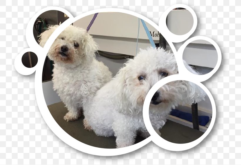 Maltese Dog Bolognese Dog Bichon Frise Havanese Dog Miniature Poodle, PNG, 749x561px, Maltese Dog, Bichon, Bichon Frise, Bolognese, Bolognese Dog Download Free