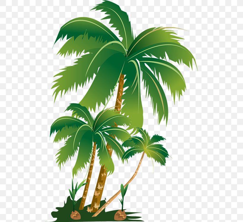Palm Trees Clip Art Image, PNG, 516x747px, Palm Trees, Arecales, Borassus Flabellifer, Coconut, Data Download Free
