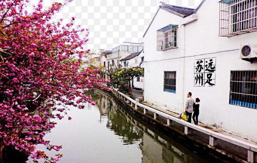 Pingjiang Road Suzhou Impression Jiangnan Liutu, PNG, 1024x650px, Pingjiang Road, Blossom, Canal, Cherry Blossom, Coreldraw Download Free