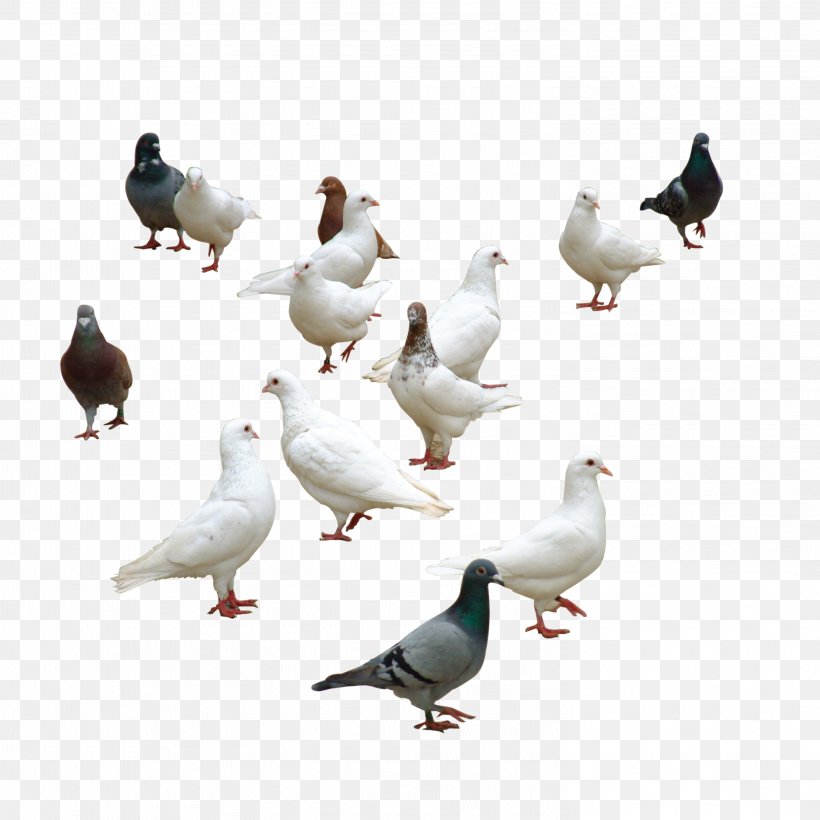 Rock Dove Columbidae Bird Duck, PNG, 2953x2953px, Rock Dove, Beak, Bird, Columba, Columbidae Download Free