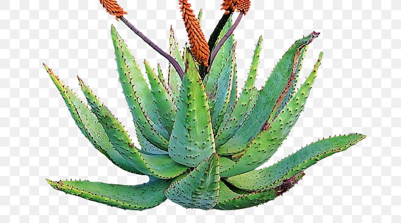 Aloe Vera Succulent Plant Plants Desert Cactus, PNG, 772x456px, Aloe Vera, Agave, Agave Azul, Aloe, Aloes Download Free