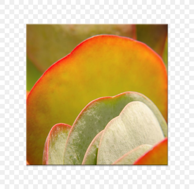 Close-up Leaf, PNG, 800x800px, Closeup, Fruit, Leaf, Petal Download Free