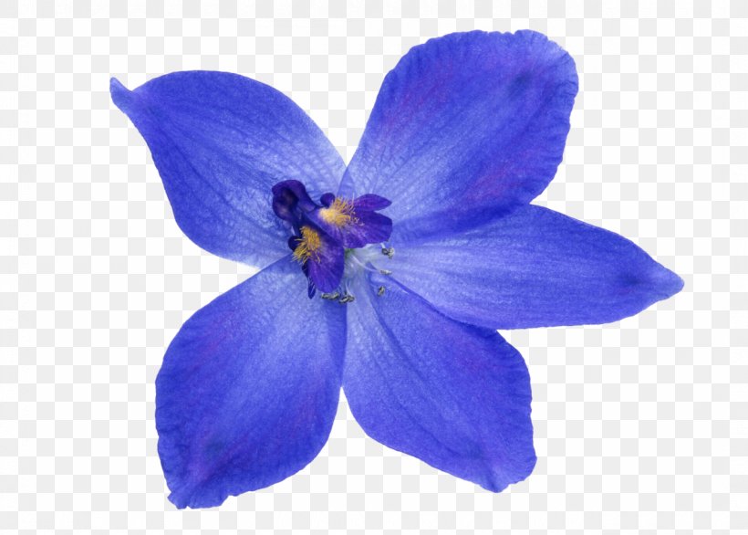 Flower Image Blue Photograph Clip Art, PNG, 1280x916px, Flower, Bellflower Family, Blue, Flowering Plant, Iris Download Free