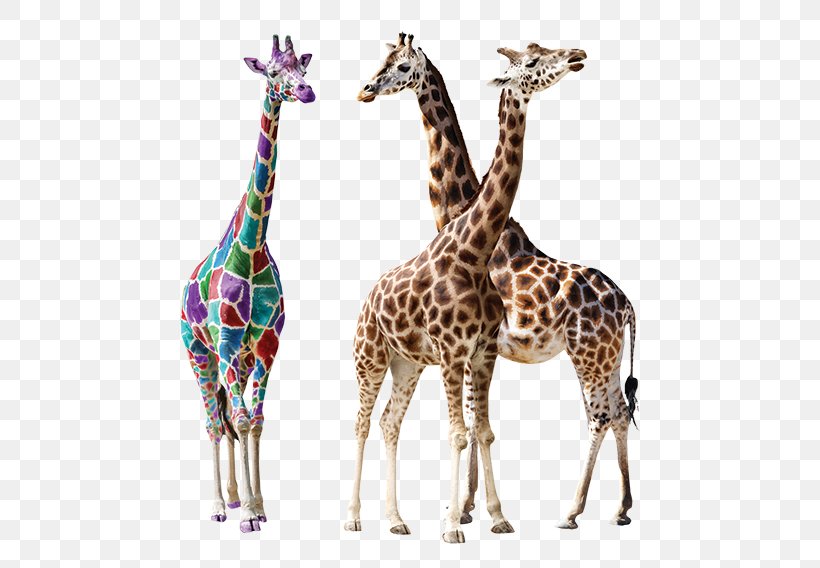 Giraffe Stock Photography, PNG, 500x568px, Giraffe, African Wild Dog, Art, Camelopardalis, Fauna Download Free