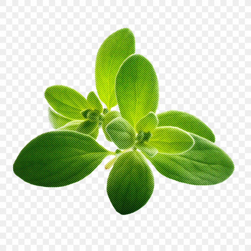Leaf Green Flower Plant Herb, PNG, 1024x1024px, Leaf, Basil, Flower, Green, Herb Download Free
