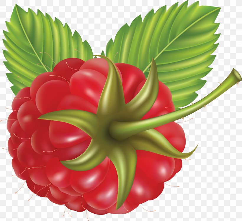 Raspberry Praline Clip Art, PNG, 3512x3218px, Juice, Berry, Blackberry, Blackcurrant, Blueberry Download Free