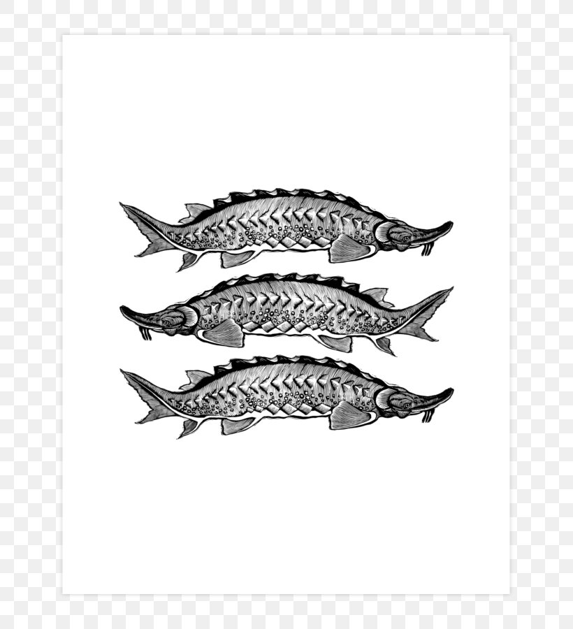 Sardine White Font, PNG, 740x900px, Sardine, Black And White, Fish, Tail, White Download Free