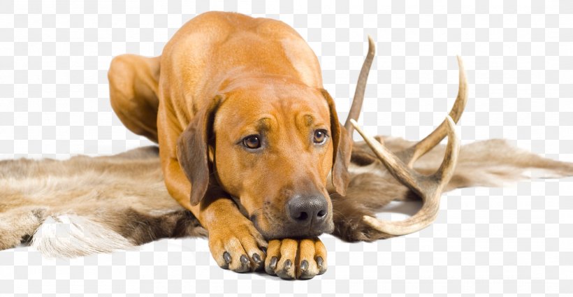 Dog Breed Rhodesian Ridgeback Puppy Redbone Coonhound Broholmer, PNG, 2128x1103px, Dog Breed, Broholmer, Carnivoran, Companion Dog, Dog Download Free