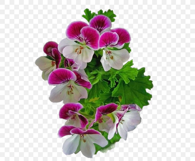 Flower Sweet Violet Clip Art, PNG, 541x677px, Flower, African Violets, Annual Plant, Color, Cut Flowers Download Free