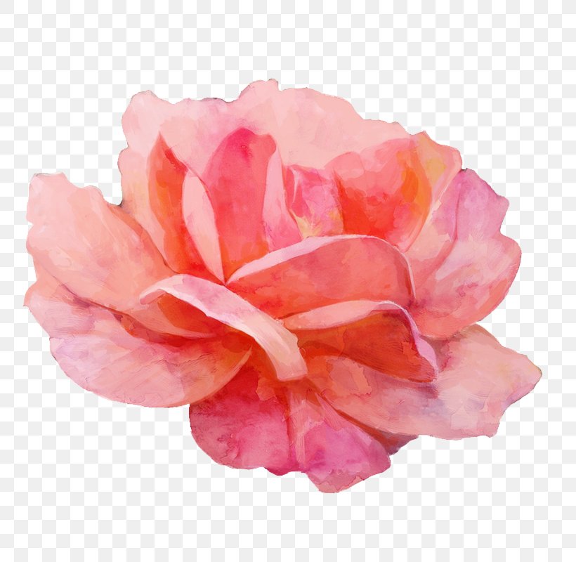 Garden Roses Watercolor Painting, PNG, 800x800px, Garden Roses, Art, Camellia, Cut Flowers, Flower Download Free
