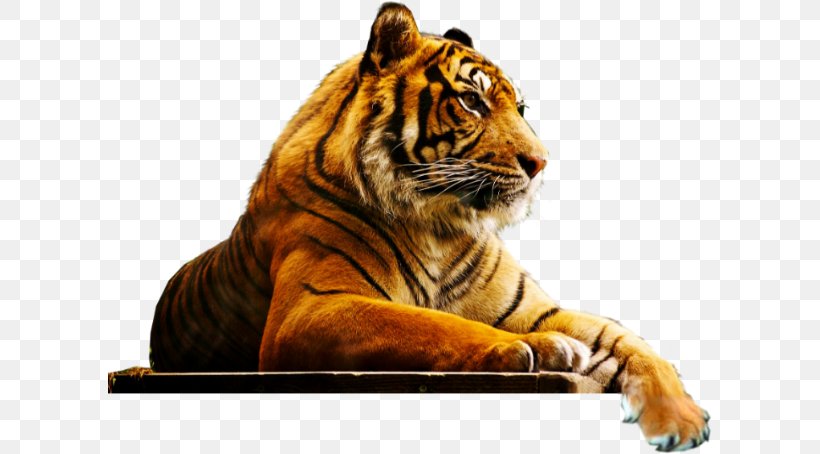 London Lion Cat Bengal Tiger Zoo, PNG, 604x454px, London, Animal, Bengal Tiger, Big Cat, Big Cats Download Free