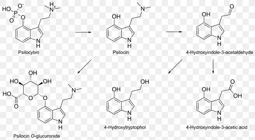 Psilocybin Mushroom Psilocin N,N-Dimethyltryptamine Aromatic Amino Acid, PNG, 1200x659px, Watercolor, Cartoon, Flower, Frame, Heart Download Free